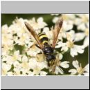 Gorytes laticinctus - Grabwespe 04 11mm.jpg